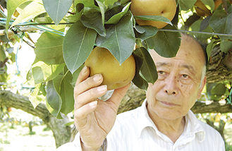 収穫期を迎え、大切に育ててきた梨の出来ばえを確認する三平さん（19日、登戸の果樹園で撮影）