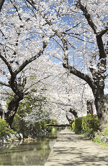 桜の並木が覆う二ヶ領用水（写真は宿河原地区、３月28日撮影）