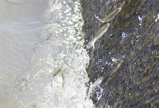 ニケ領上河原堰に設置された魚道を跳ね上がるアユ（写真は調布市側で５月13日撮影）