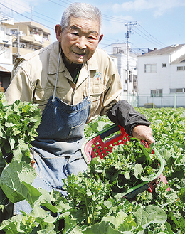 のらぼう菜を収穫する高橋さん＝21日、菅野戸呂