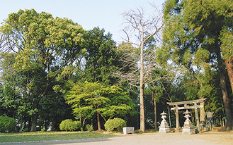 指定された杉山神社の樹林地
