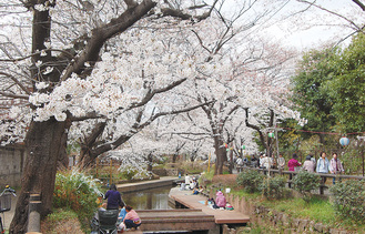 桜が咲き競う川沿い（昨年）