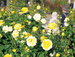 黄色に色づく房咲きのバラ「伊豆の踊子」＝10月28日撮影