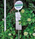 あじさいが咲く妙楽寺前のバス停＝今月６日