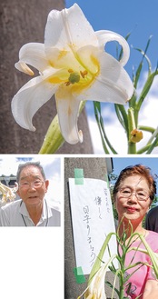 開花するユリ(８月18日)と、手書きのメッセージを電柱に張った山村さん(右)。花を日々見守る及川さん