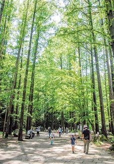 生田緑地内のメタセコイアの林
