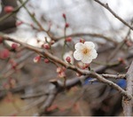 咲き始めた梅の花＝先月28日