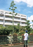 植栽60年で開花へ