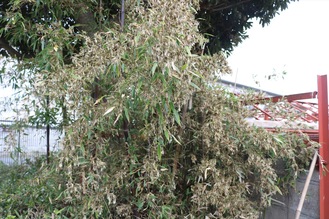 花をつけた同園の竹＝12月17日撮影