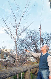 ３年前に植樹した桜の成長を見守る関山会長＝10日