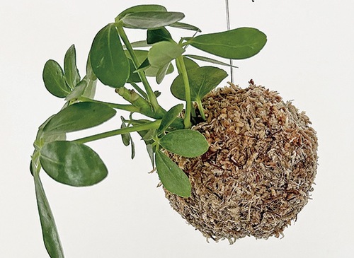 10日に作る苔玉の例