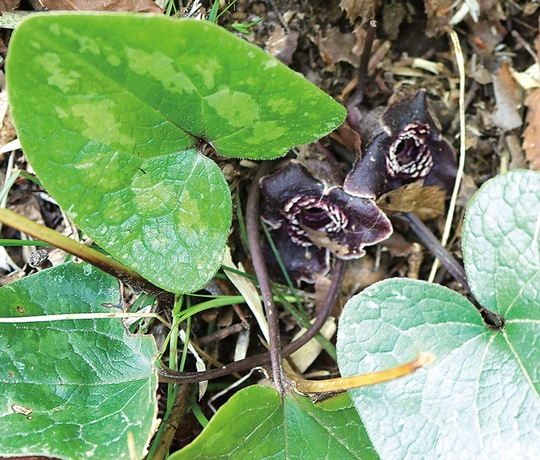 タマノカンアオイの暗紫色の花（中央）と緑色の葉
