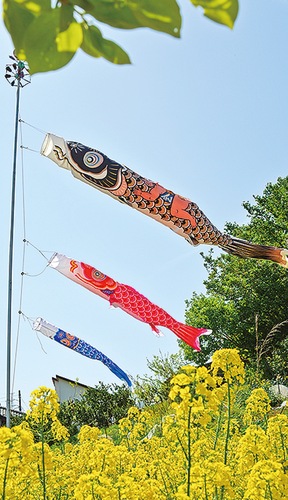 菜の花の海で泳ぐ姿＝4月21日
