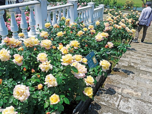 大輪のバラが咲く苑内＝８日撮影