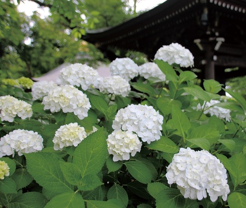 色づきだした境内のアジサイ＝6月２日撮影