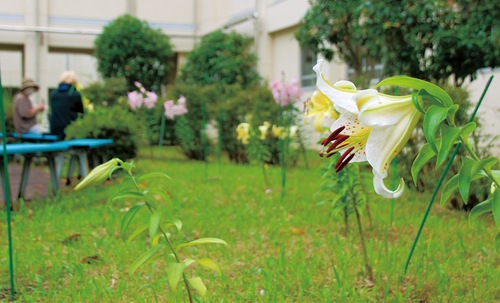 中庭に咲くヤマユリ