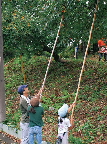 一昨年の収穫風景