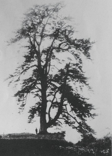 往時の巨大な姿（根元に人がたたずむ）