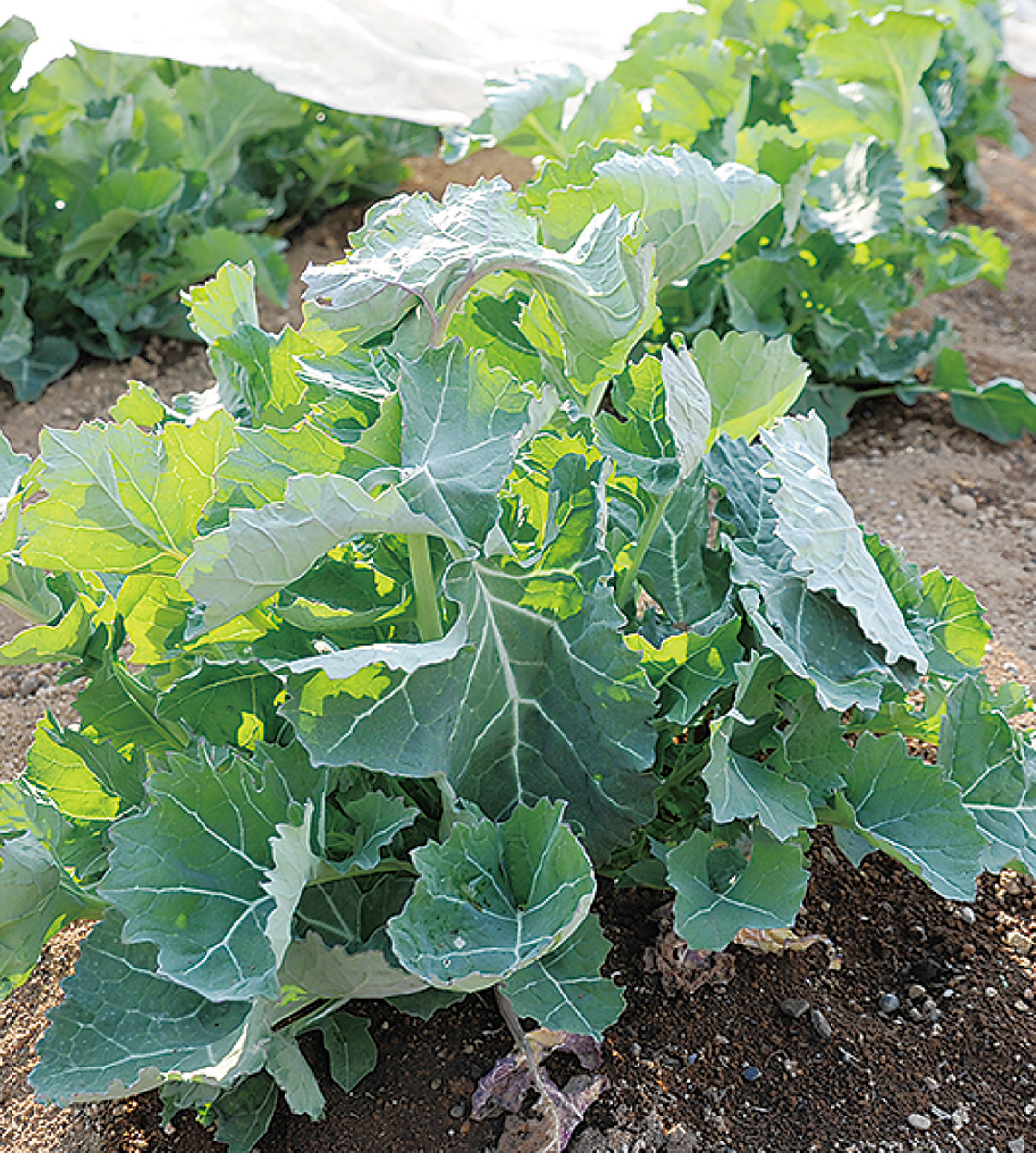 従来の「のらぼう菜」