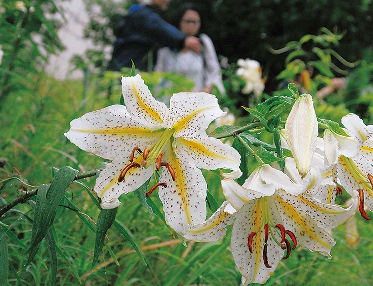 ユリの花 今年も公開 百合高 あす６日に観賞会 多摩区 タウンニュース