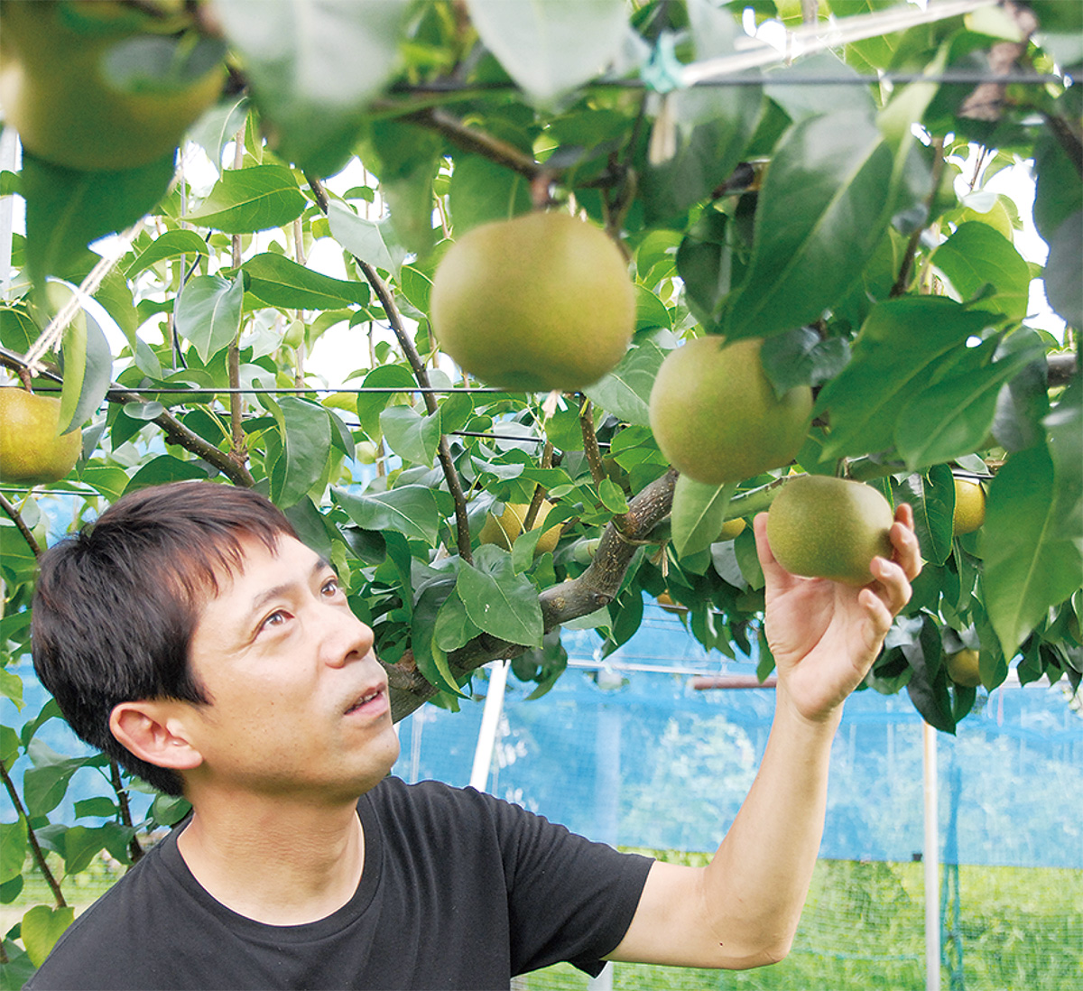 「幸水」の生育を確認する斉藤さん＝１日