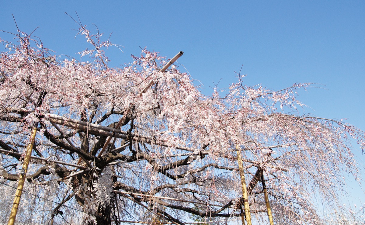 須賀神社 しだれ桜 青空に映え 夜間ライトアップは自粛 多摩区 タウンニュース
