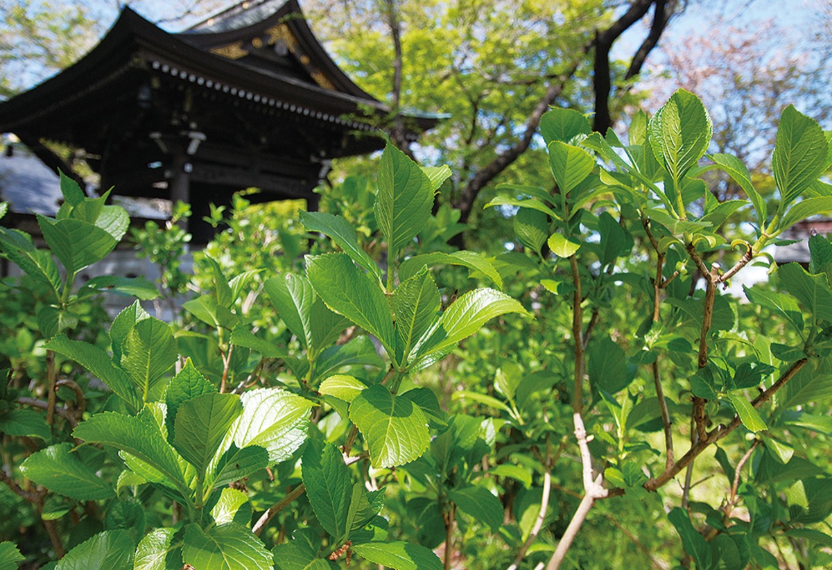 長尾の里 中止に あじさいまつり 決断 多摩区 タウンニュース