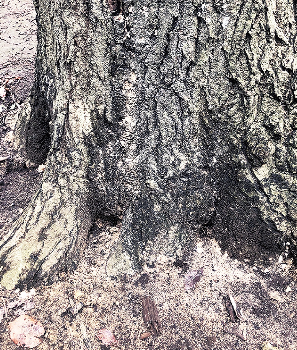 ナラ枯れ 被害拡大 市内で８月末以降 多摩区 タウンニュース 多摩区 多摩区民ニュース