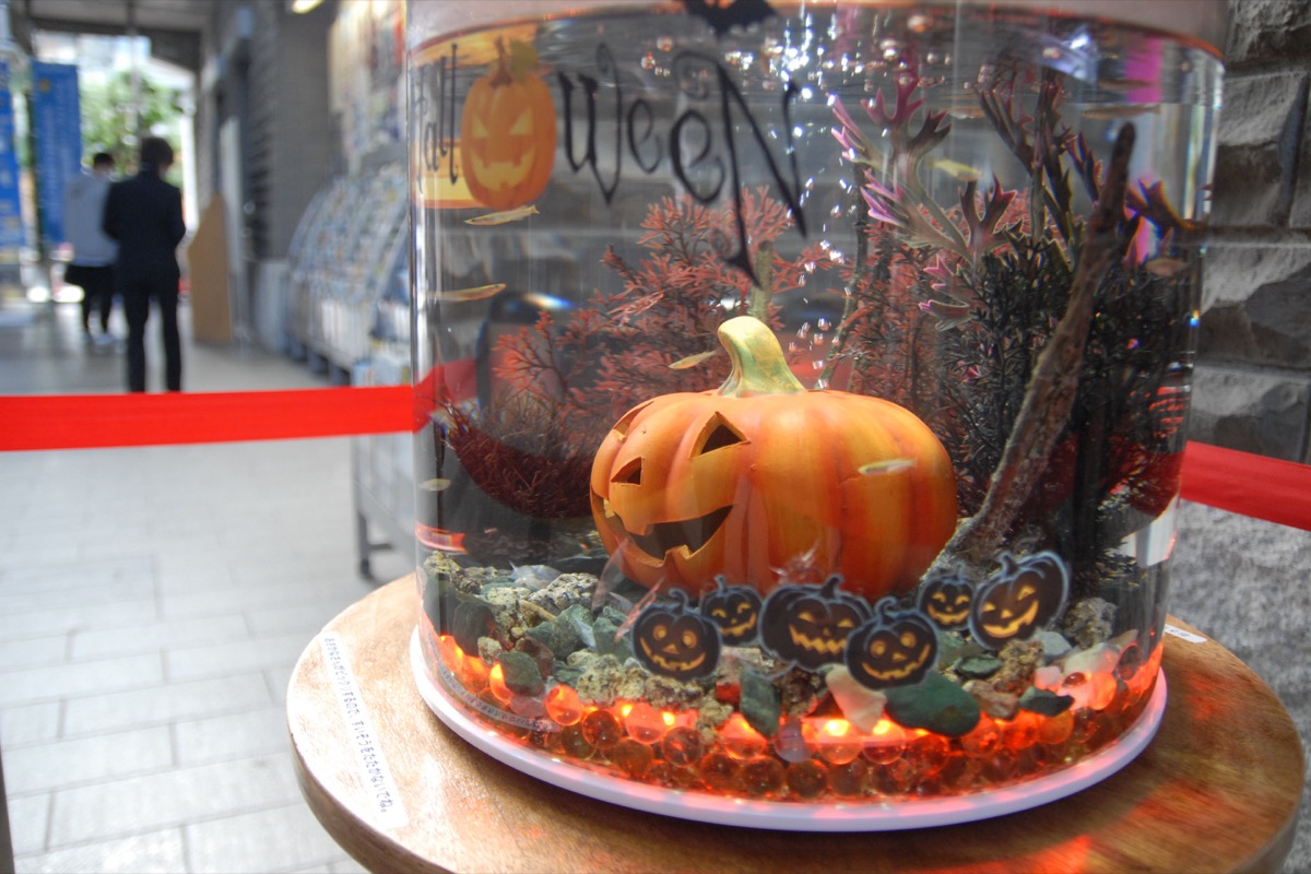 Web限定記事 水槽もハロウィーン 区庁舎１階 ミニ水族館 多摩区 タウンニュース