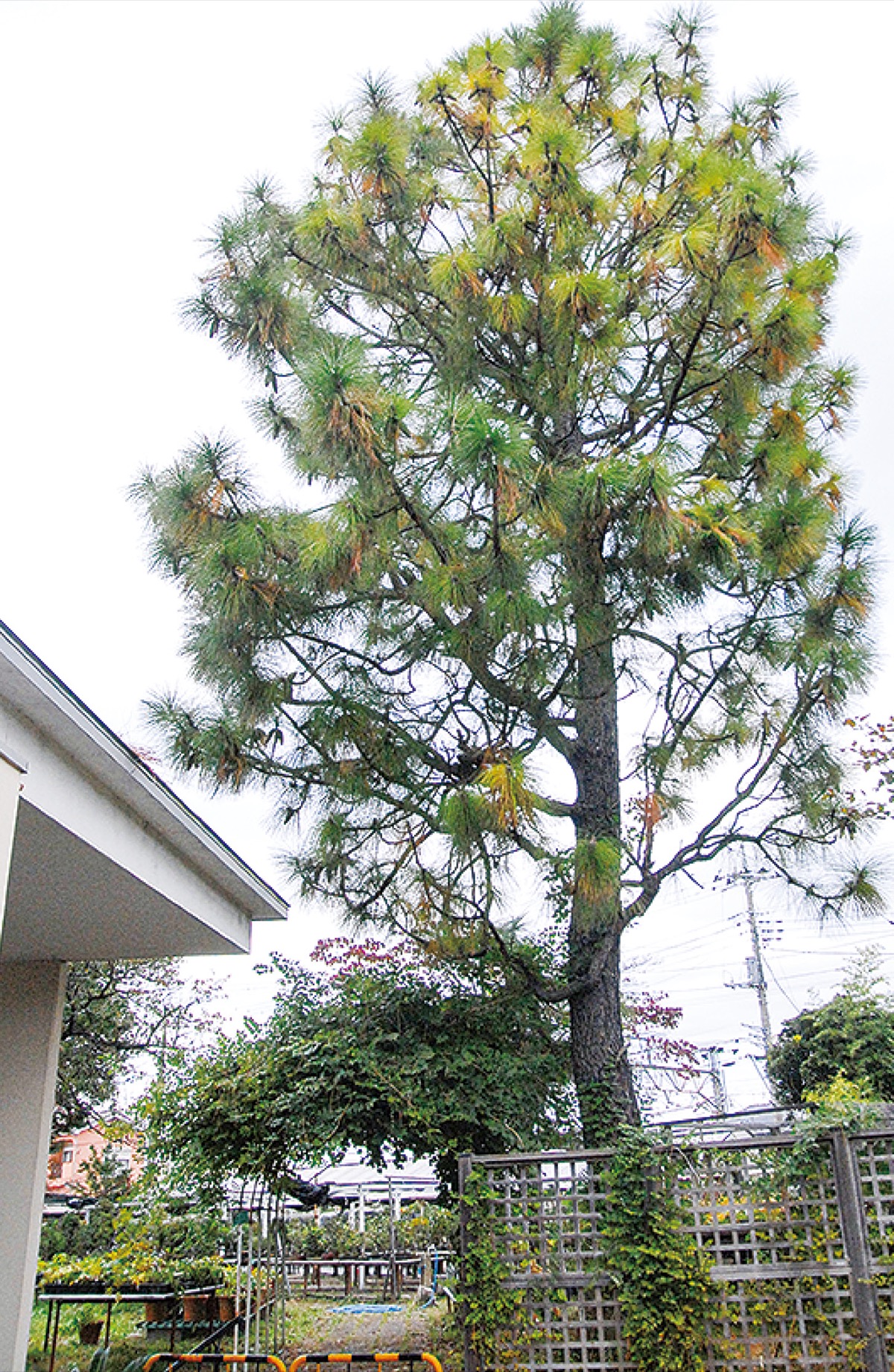 特大松ぼっくり、大量に