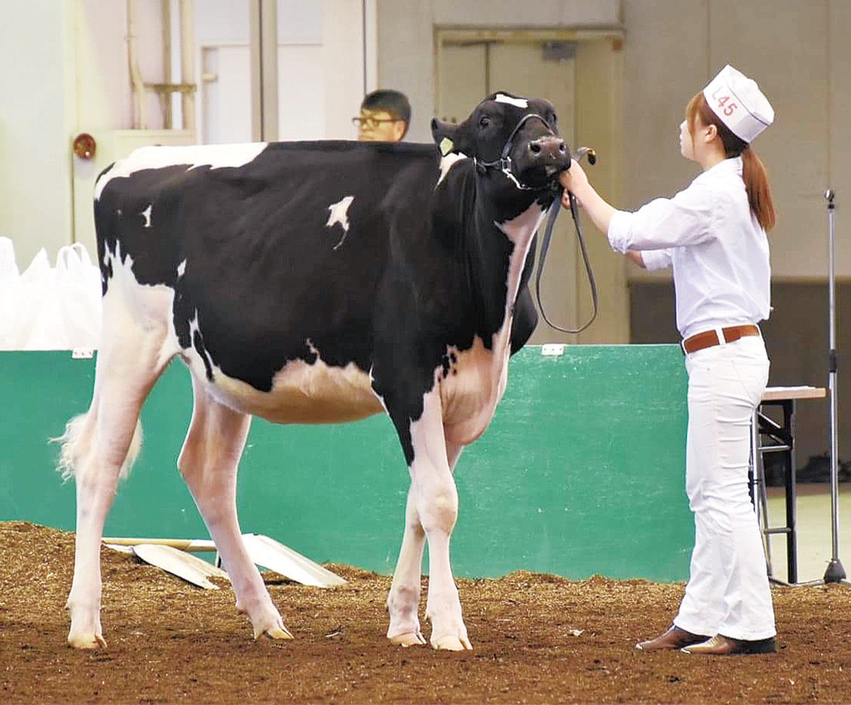 酪農の本場 北海道で 牛と向き合う 宿河原出身 野地真由美さん 多摩区 タウンニュース