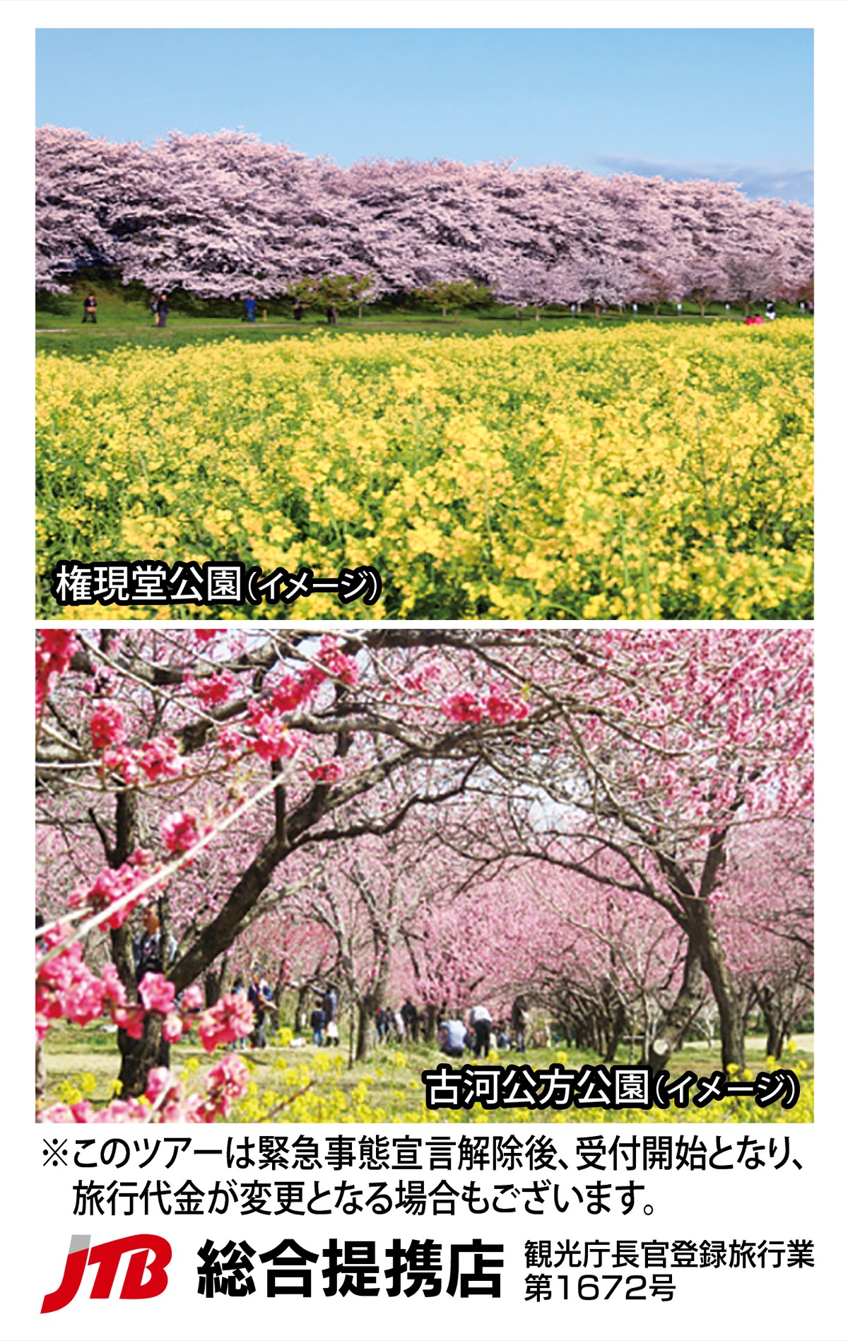 桜のトンネル 権現堂桜堤と古河･花桃