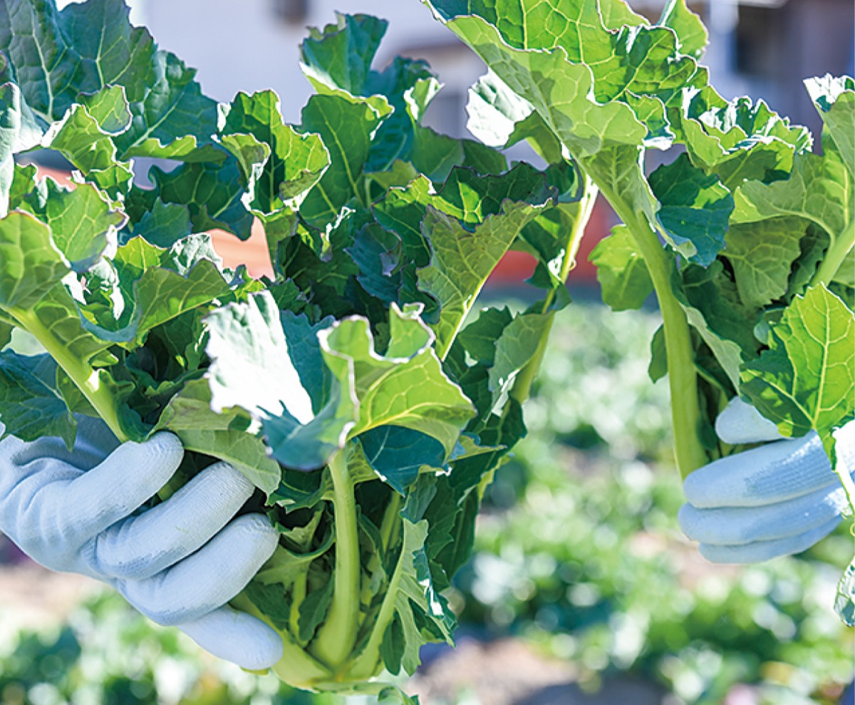 茎は太く、青々とした葉