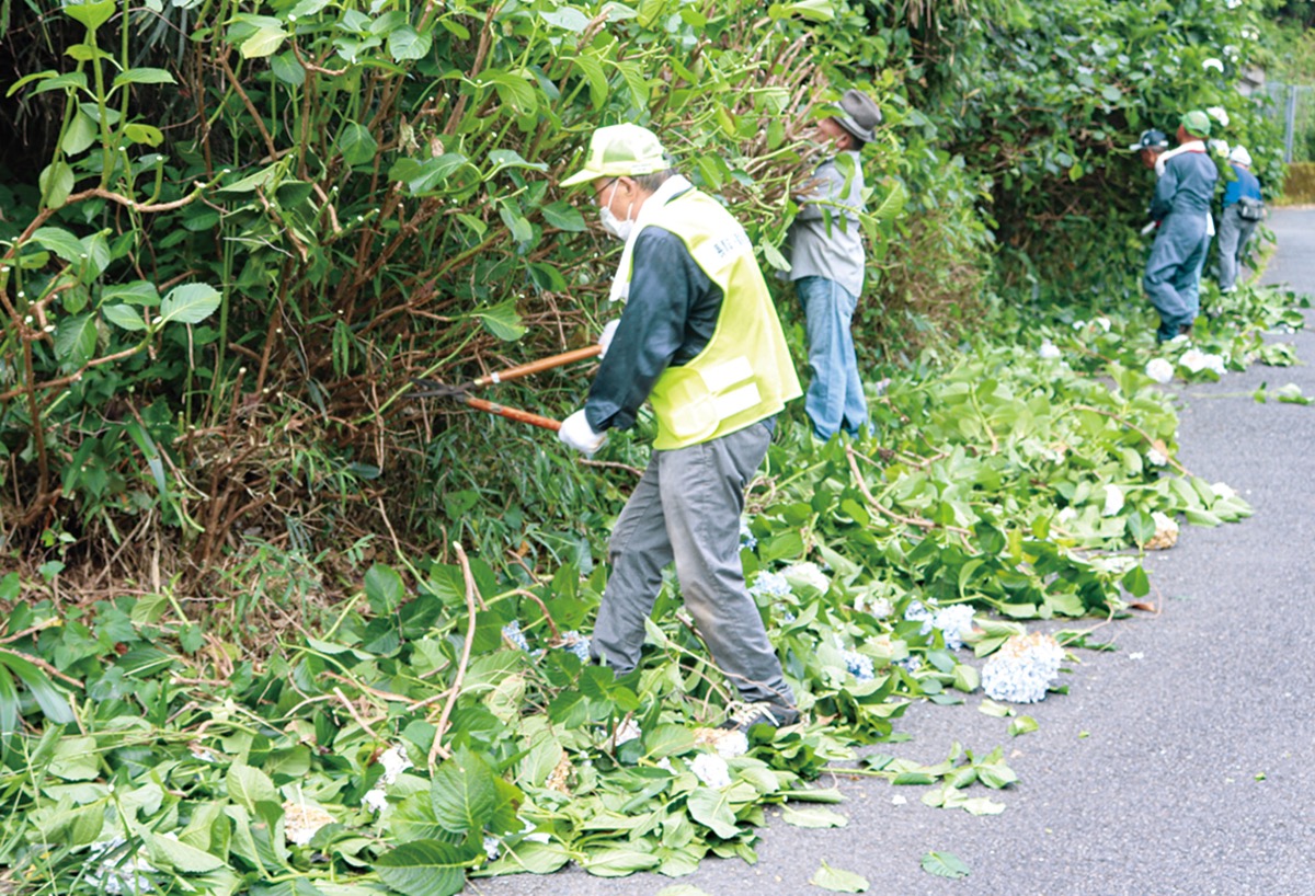 23年に向け 心込め 長尾でアジサイ剪定 多摩区 タウンニュース