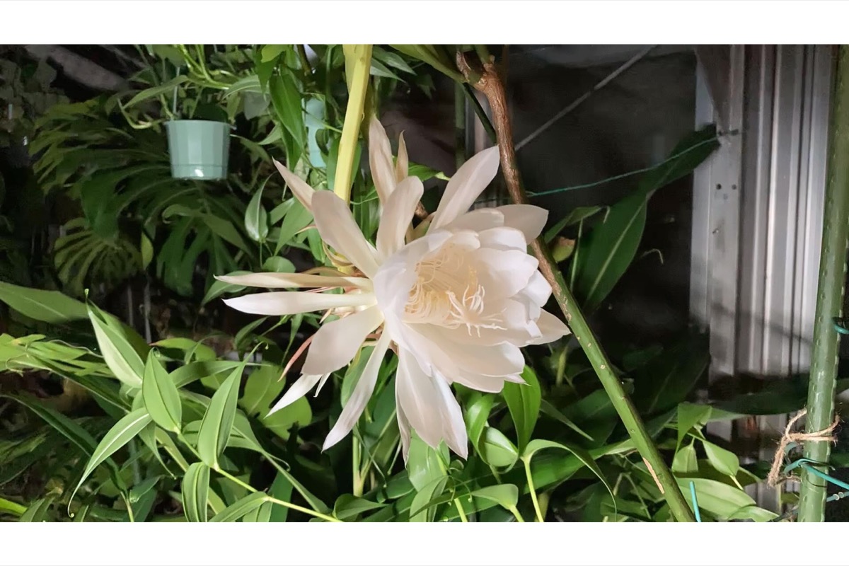 Web限定記事 川崎市緑化センター 月下美人の開花 動画撮影に初成功 インスタグラムで配信中 多摩区 タウンニュース