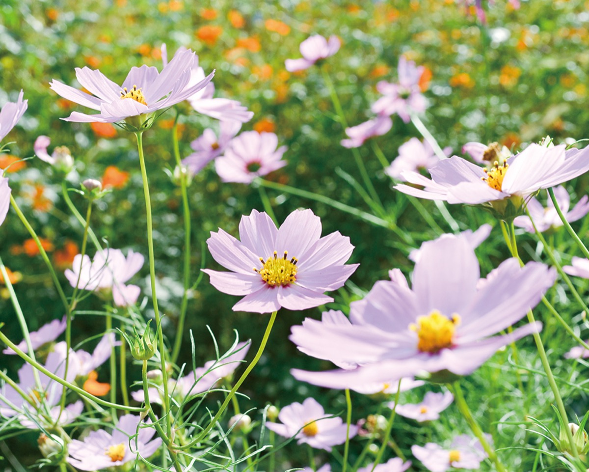 新正　ヒノトリ　コスモス 本日の限定酒🍶✨️ (秋田) #新政コスモス (秋田) #新政陽乃鳥 (和歌山