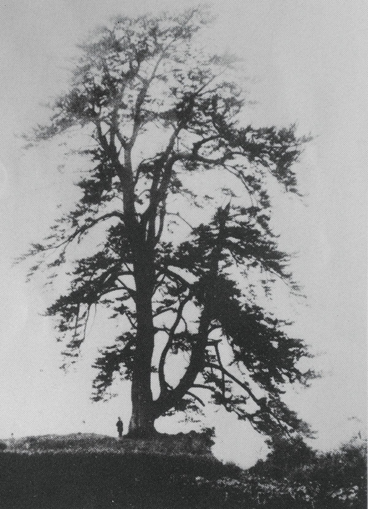 エッ！こんなに大きな松があったの