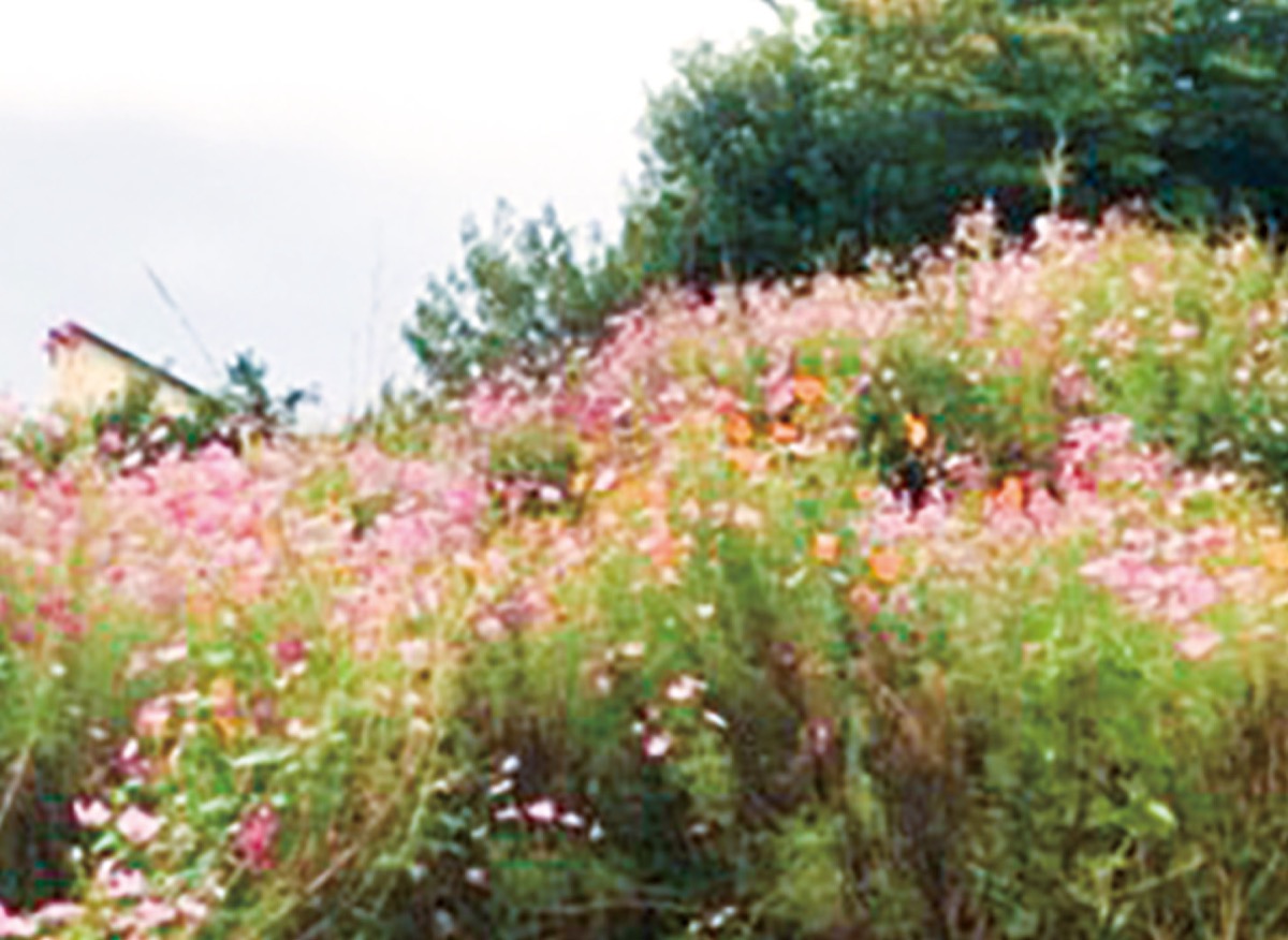 コスモスが見頃