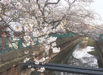渋川の桜並木