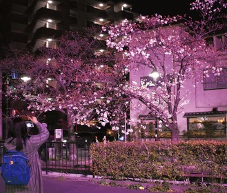 ライトアップされた巌川橋地点の桜（３月23日撮影）