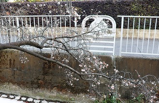 開花した二ヶ領沿いの十月桜