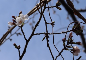 旧川崎市総合自治会館の裏の桜＝3月17日撮影