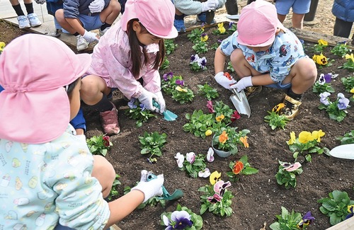 花壇でパンジーを植える園児