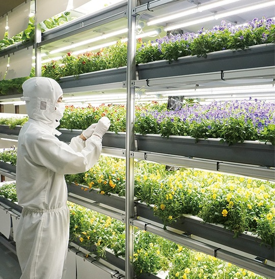 光量や養液の量などの管理が自動制御されている栽培台