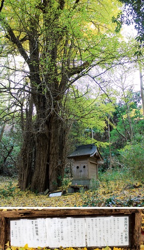 井田長瀬特別緑地の中に立つ大銀杏と祠（上）、根元には案内板も