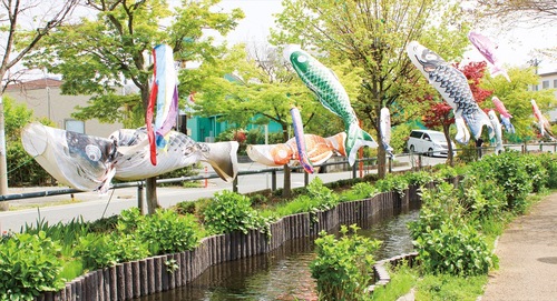 小関橋跡近くに揚がるこいのぼり＝４月19日撮影