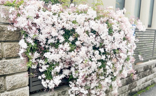 上新城の個人宅に咲くハゴロモジャスミン