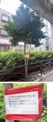 植栽帯に１本だけ生い立つ植物と、撤去を求める貼り紙