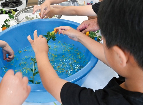 紅花の花の汚れを取る児童