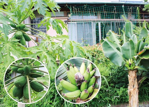 石塚さんの庭に並んだパパイヤとバナナの木